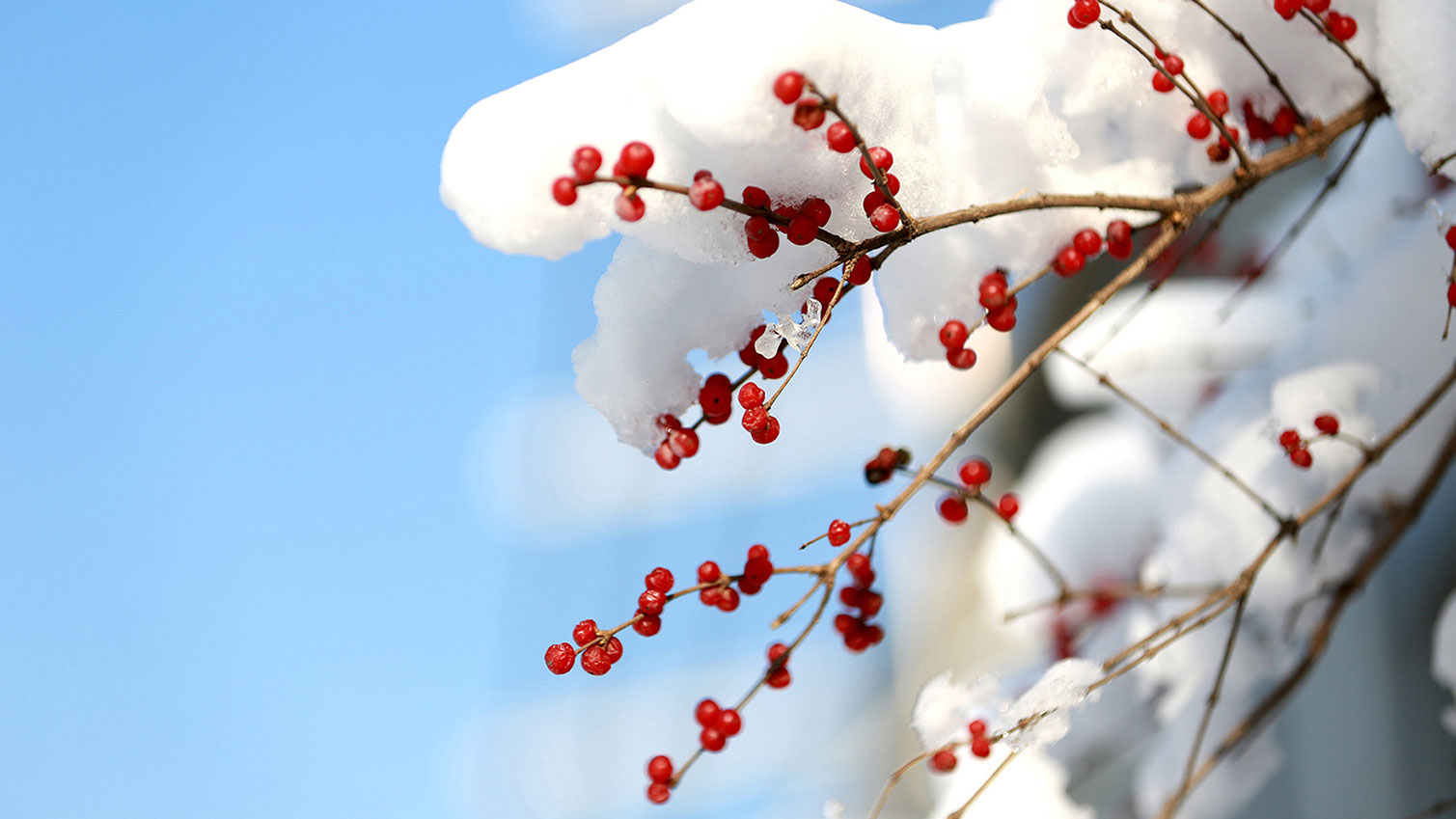 看，沈体下！雪！啦！