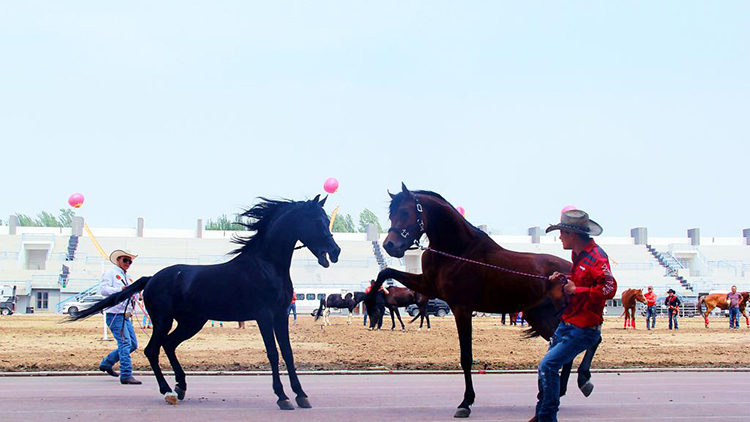校企合作新兴运动项目进校园——马术展演活动在看球吧
田径场举办